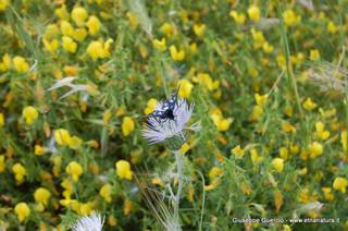 ntana Paradiso-15-05-2014 17-44-32
